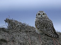 IMG 2314c  Short-eared Owl (Asio flammeus)